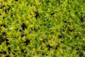 Attēlu rezultāti vaicājumam “Bryum pseudotriquetrum”
