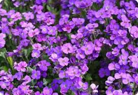 Image result for Aubrieta hybrida (cultorum)