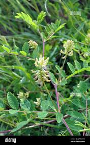 Attēlu rezultāti vaicājumam “Astragalus glycyphyllos”