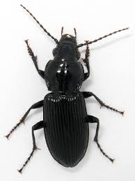 Attēlu rezultāti vaicājumam “Pterostichus melanarius”