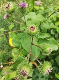 Attēlu rezultāti vaicājumam “Arctium lappa”