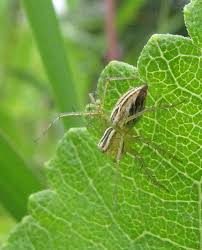 Attēlu rezultāti vaicājumam “Salticus sp.”