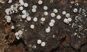 Attēlu rezultāti vaicājumam “Badhamia affinis”