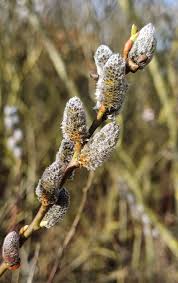 Attēlu rezultāti vaicājumam “Salix triandra fruit”