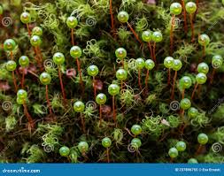 Attēlu rezultāti vaicājumam “Bartramia pomiformis sporophyte”