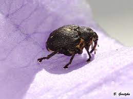 Attēlu rezultāti vaicājumam “Mononychus punctumalbum”