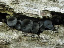 Attēlu rezultāti vaicājumam “Holwaya mucida”