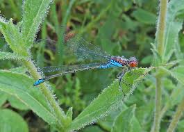 Attēlu rezultāti vaicājumam “Erythromma najas”