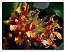 Image result for Adlumia cirrhosa