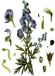 Image result for Aconitum napellus