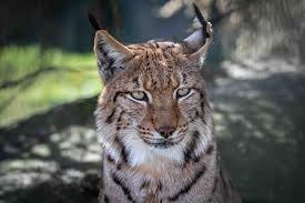 Afbeeldingsresultaat voor lynx