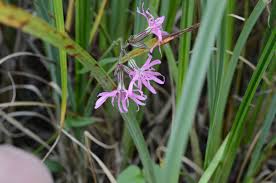 Attēlu rezultāti vaicājumam “Hadena rivularis”