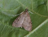 Attēlu rezultāti vaicājumam “Udea prunalis”