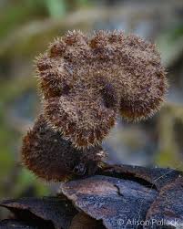 Attēlu rezultāti vaicājumam “Physarum auriscalpium young”