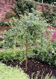 Attēlu rezultāti vaicājumam “Ribes uva-crispa flower”