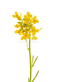 Attēlu rezultāti vaicājumam “Sisymbrium loeselii flower”