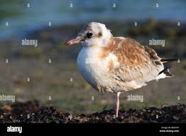 Attēlu rezultāti vaicājumam “Larus ridibundus juvenile”