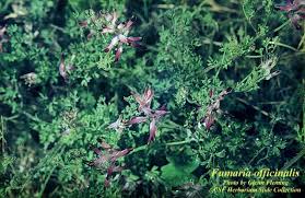 Image result for Fumaria officinalis