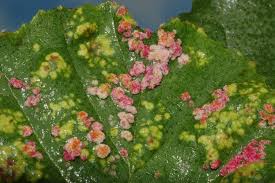 Attēlu rezultāti vaicājumam “Eriophyes laevis”