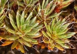 Attēlu rezultāti vaicājumam “Polytrichales”