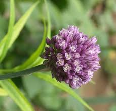 Attēlu rezultāti vaicājumam “Allium scorodoprasum leaf”