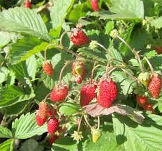 Attēlu rezultāti vaicājumam “Fragaria x ananassa”