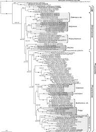 Attēlu rezultāti vaicājumam “Badhamiopsis ainoae”