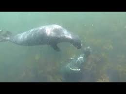 Image result for Wyndley Seals Snorkelling Club