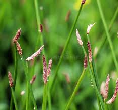 Attēlu rezultāti vaicājumam “Eleocharis palustris flower”
