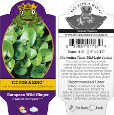 Attēlu rezultāti vaicājumam “Asarum europaeum leaf”