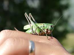 Attēlu rezultāti vaicājumam “Decticus verrucivorus”