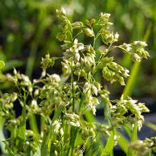 Attēlu rezultāti vaicājumam “Hierochloe odorata flower”