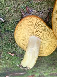 Attēlu rezultāti vaicājumam “Tricholomopsis decora”