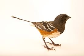 Attēlu rezultāti vaicājumam “Rhopalus maculatus imago”