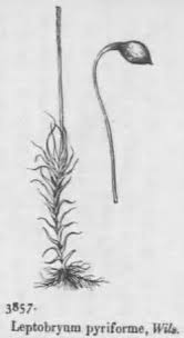 Attēlu rezultāti vaicājumam “Leptobryum pyriforme”