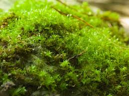 Attēlu rezultāti vaicājumam “Bryum caespiticium sporophyte”