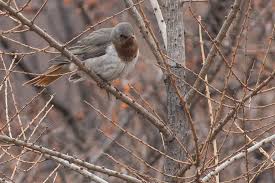 Image result for Turdus ruficollis
