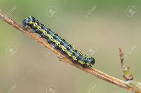 Attēlu rezultāti vaicājumam “Orthosia miniosa”