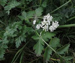 Image result for Pimpinella saxifraga