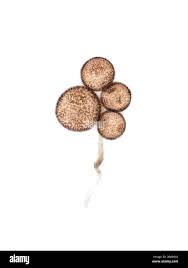 Attēlu rezultāti vaicājumam “Didymium sp.”