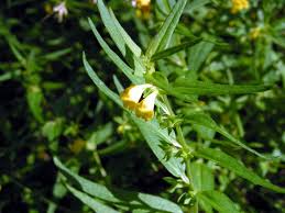 Attēlu rezultāti vaicājumam “Melampyrum sylvaticum leaf”