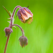 Image result for Geum rivale