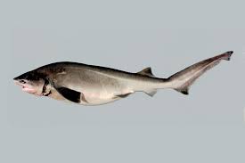 Image result for Hexanchus griseus