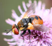 Attēlu rezultāti vaicājumam “Gymnosoma sp.”