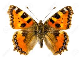Attēlu rezultāti vaicājumam “Aglais urticae”