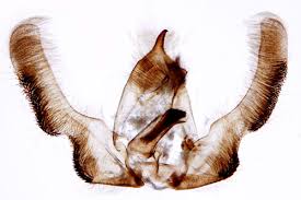 Attēlu rezultāti vaicājumam “Epinotia sordidana”