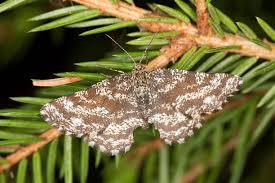 Attēlu rezultāti vaicājumam “Ematurga atomaria male”