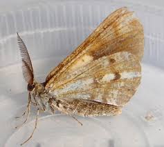 Attēlu rezultāti vaicājumam “Bupalus piniaria male”