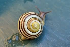 Attēlu rezultāti vaicājumam “Cepaea hortensis”