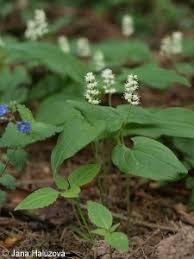 Attēlu rezultāti vaicājumam “Maianthemum bifolium fruit”